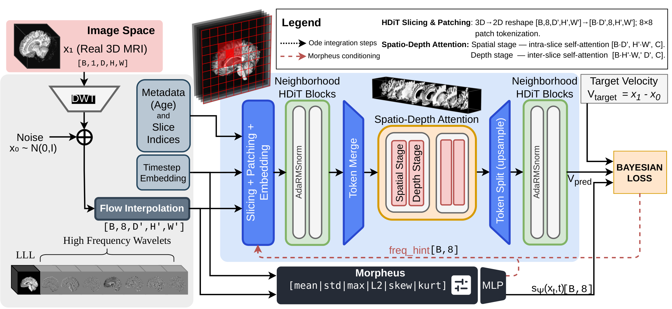 WaveDiT training pipeline: a real 3D MRI is mapped by a 3D Haar DWT into eight wavelet subbands and a flow interpolation; a slice-wise HDiT backbone with neighborhood and factorized spatio-depth attention predicts the velocity, conditioned on age, slice index and a Morpheus frequency hint; the Morpheus network reads per-band statistics (mean, std, max, L2, skew, kurtosis) to predict log-variance used in a Bayesian heteroscedastic loss.